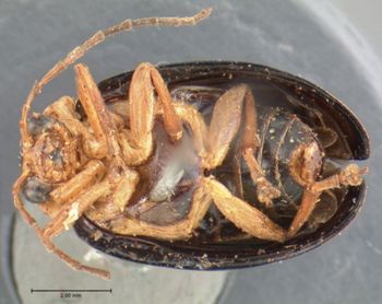 Media type: image; Entomology 17537   Aspect: habitus ventral view